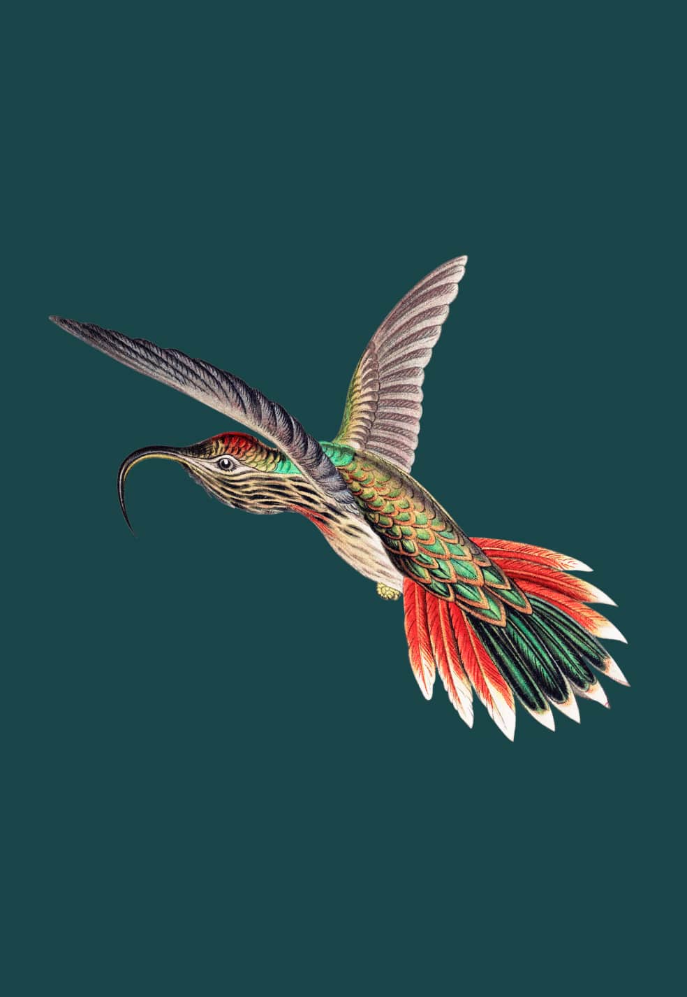 Illustration d‘un oiseau en vol.
